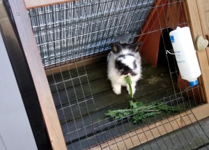 Siste bilde av kaninen Daisy